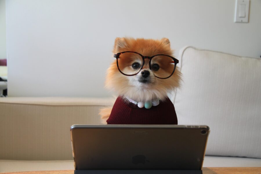 A picture featuring a dog with glasses behind a laptop, referencing a guest that hesitates to leave a review