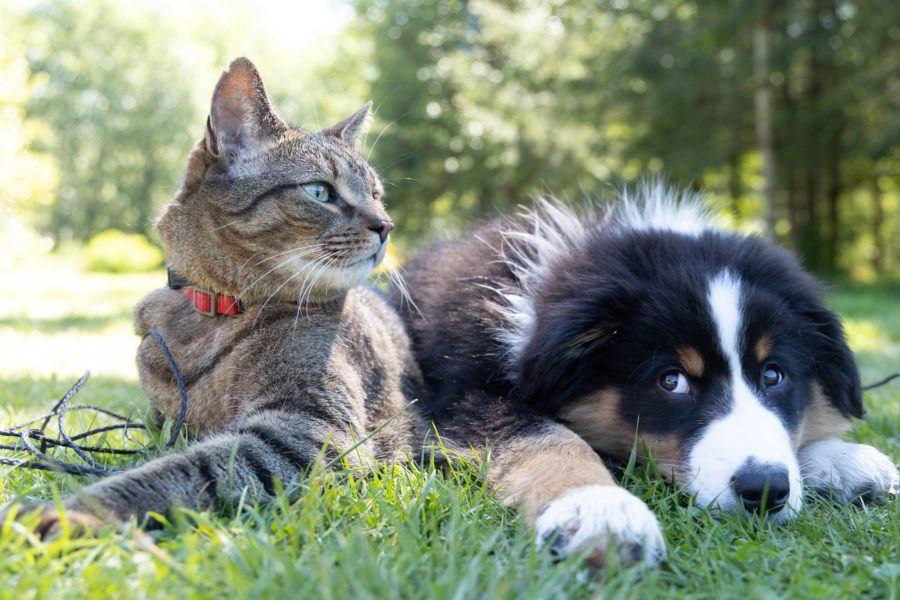 A cat and a dog sitting on grass.
