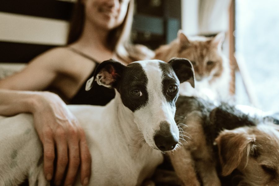 A pet owner with her dog and cat 