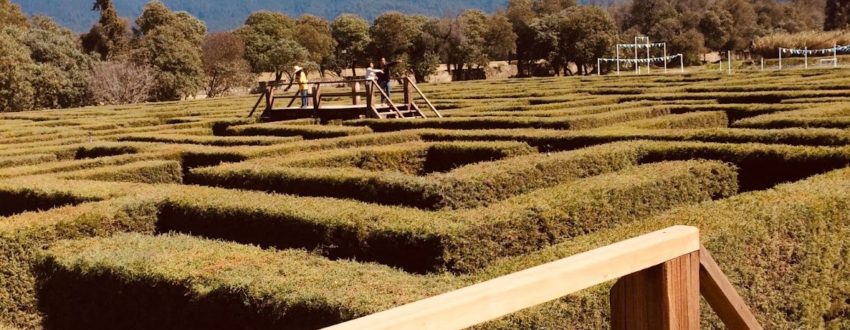 A panoramic view of a maze-shaped garden