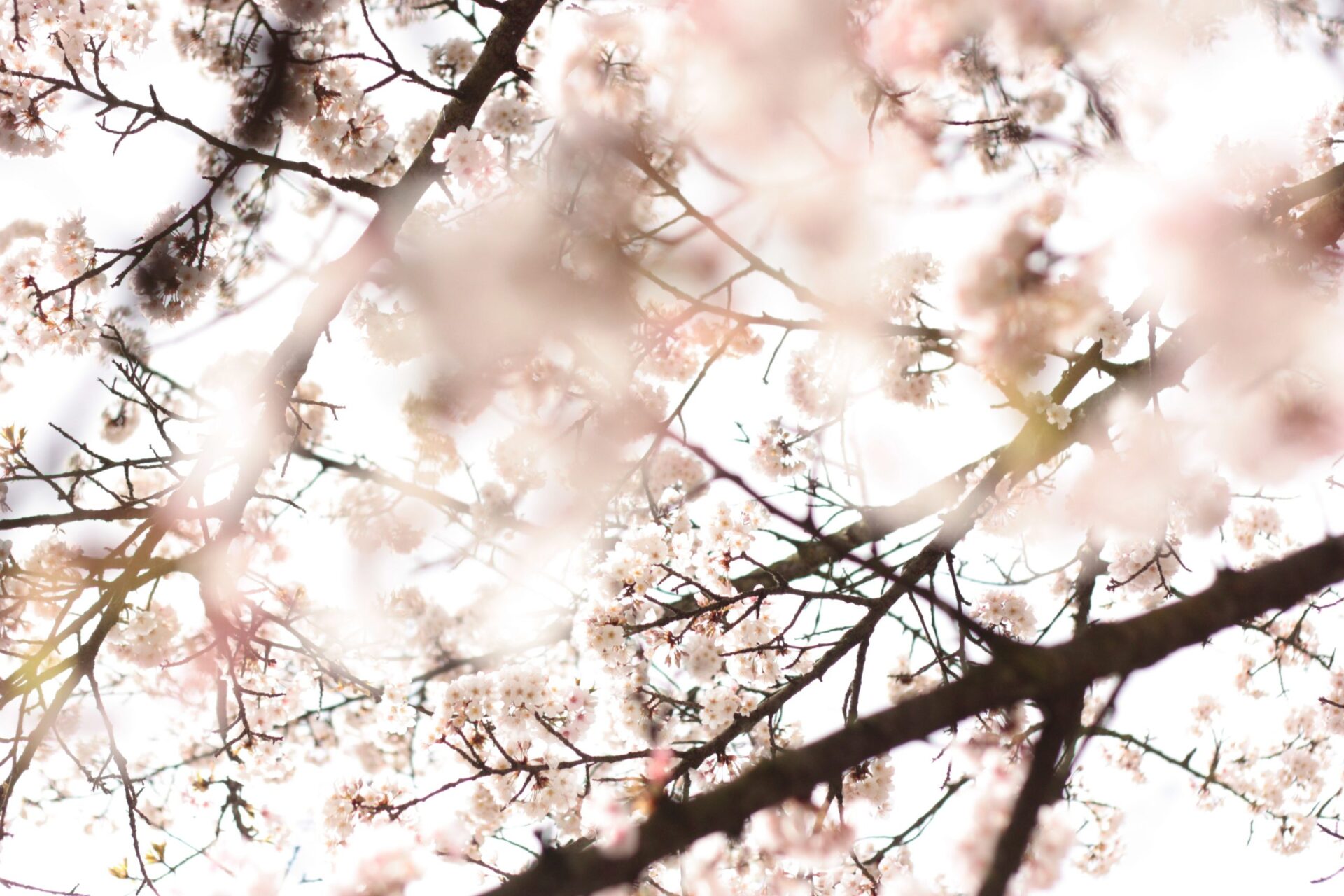 Cherry Blossoms 928971